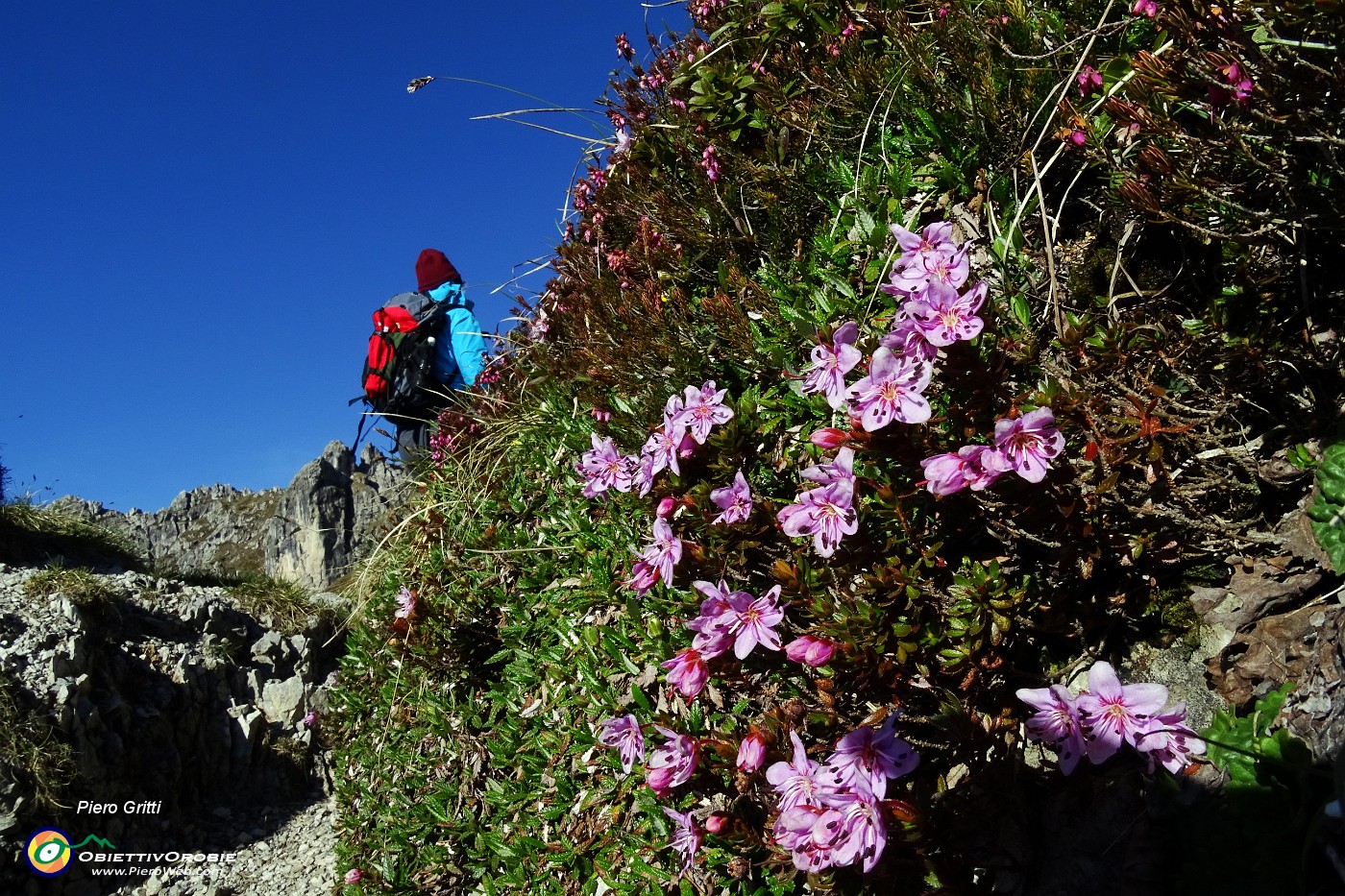 17 Rodhothamnus chamaecistus  (Rododendro cistino).JPG -                                